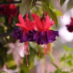 Hardy Fuchsia Purple Flower Live Plant – 4 inch Pot – Outdoor - Image 1