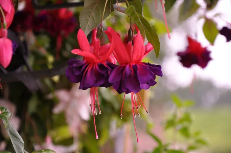 Hardy Fuchsia Purple Flower Live Plant – 4 inch Pot – Outdoor - Image 1