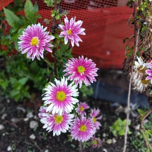 Hardy Garden Mum Live Plant - Chrysanthemum Saba - 1 Plant in 4 inch Pot - Image 2