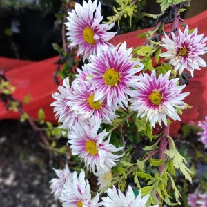 Hardy Garden Mum Live Plant - Chrysanthemum Saba - 1 Plant in 4 inch Pot - Image 3