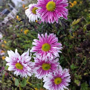 Hardy Garden Mum Live Plant - Chrysanthemum Saba - 1 Plant in 4 inch Pot - Image 4