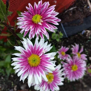Hardy Garden Mum Live Plant - Chrysanthemum Saba - 1 Plant in 4 inch Pot - Image 1