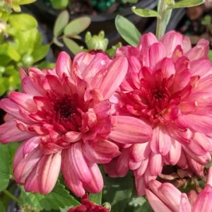 Hardy Garden Mum 'Strawberry Ice' Live Plant - Chrysanthemum - 4