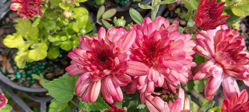 Hardy Garden Mum 'Strawberry Ice' Live Plant - Chrysanthemum - 4" Pot Outdoor - Image 2