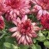 Hardy Garden Mum 'Strawberry Ice' Live Plant - Chrysanthemum - 4" Pot Outdoor - Image 1