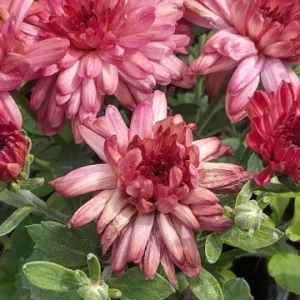 Hardy Garden Mum 'Strawberry Ice' Live Plant - Chrysanthemum - 4