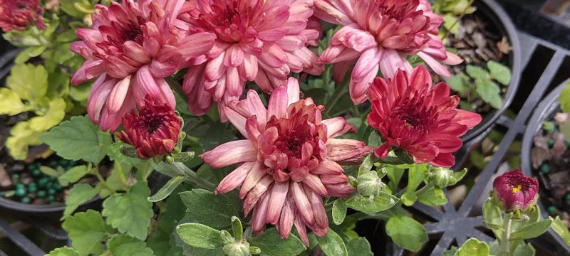 Hardy Garden Mum 'Strawberry Ice' Live Plant - Chrysanthemum - 4" Pot Outdoor - Image 1