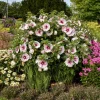 Hardy Hibiscus 'Angel Eyes' Live Plant - White Flowers, Raspberry Red Eye, 2.5 x 3.5 Inch Pot - Image 1