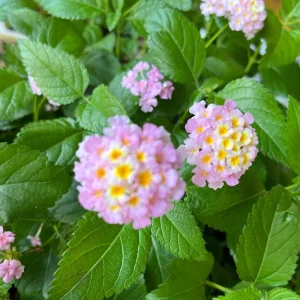 Hardy Lantana Live Plant - Multi-Color Flowers, Easy Care Plug, 3ft Tall - Image 10