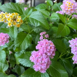 Hardy Lantana Live Plant - Multi-Color Flowers, Easy Care Plug, 3ft Tall - Image 2