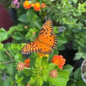 Hardy Lantana Live Plant - Multi-Color Flowers, Easy Care Plug, 3ft Tall - Image 4