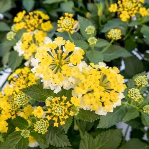 Hardy Lantana Live Plant - Multi-Color Flowers, Easy Care Plug, 3ft Tall - Image 5