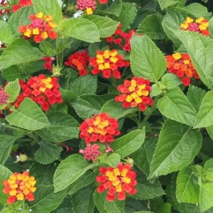 Hardy Lantana Live Plant - Multi-Color Flowers, Easy Care Plug, 3ft Tall - Image 6