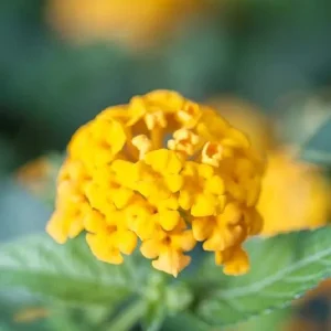 Hardy Lantana Live Plant - Multi-Color Flowers, Easy Care Plug, 3ft Tall - Image 7