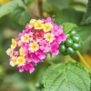 Hardy Lantana Live Plant - Multi-Color Flowers, Easy Care Plug, 3ft Tall - Image 1