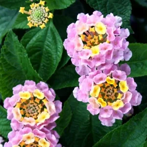 Hardy Lantana Live Plant - Multi-Color Flowers, Easy Care Plug, 3ft Tall - Image 8