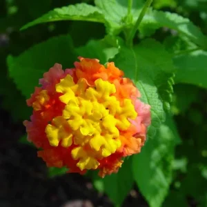Hardy Lantana Live Plant - Multi-Color Flowers, Easy Care Plug, 3ft Tall - Image 9