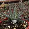 Haworthia Fasciata Cape Town Live Plant, Rare Zebra Succulent, 4'' Pot, Indoor Low Light - Image 1