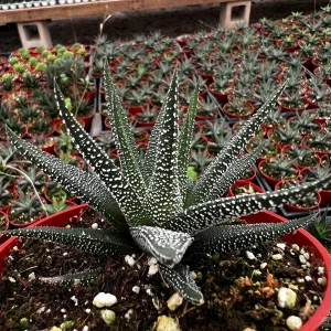 Haworthia Fasciata Cape Town Live Plant, Rare Zebra Succulent, 4'' Pot, Indoor Low Light - Image 1