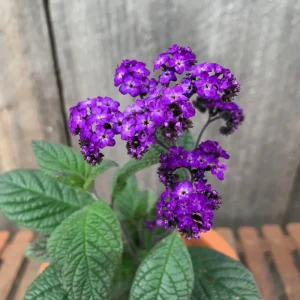 Heliotrope Fragrant Delight Live Plants (2-Pack) - Cherry Pie Scent, Deep Purple Blooms, 5-9 inches - Image 2