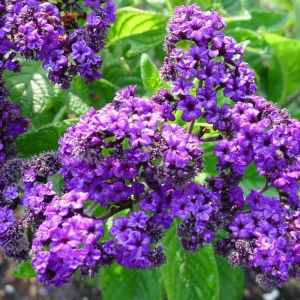 Heliotrope Fragrant Delight Live Plants (2-Pack) - Cherry Pie Scent, Deep Purple Blooms, 5-9 inches - Image 3