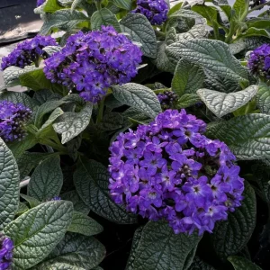 Heliotrope Fragrant Delight Live Plants (2-Pack) - Cherry Pie Scent, Deep Purple Blooms, 5-9 inches - Image 4