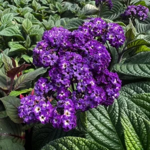 Heliotrope Fragrant Delight Live Plants (2-Pack) - Cherry Pie Scent, Deep Purple Blooms, 5-9 inches - Image 5