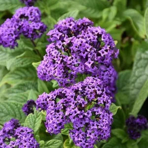 Heliotrope Fragrant Delight Live Plants (2-Pack) - Cherry Pie Scent, Deep Purple Blooms, 5-9 inches - Image 6
