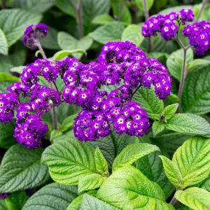 Heliotrope Fragrant Delight Live Plants (2-Pack) - Cherry Pie Scent, Deep Purple Blooms, 5-9 inches - Image 1