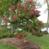Heptacodium Temple of Bloom Live Plant – Starter Plant – Approx 5-7 Inch Tall – Outdoor Shrub - Image 1