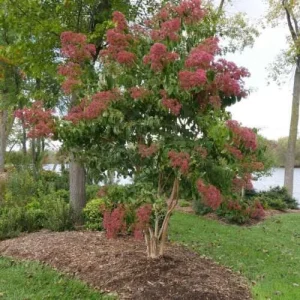 Heptacodium Temple of Bloom Live Plant – Starter Plant – Approx 5-7 Inch Tall – Outdoor Shrub - Image 1