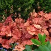 Heuchera Georgia Peach Live Plant - Peach Orange Foliage - 2.5x3.5 Inch Pot - Image 1