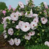 Hibiscus 'Ballet Slippers' Live Plant – Winter Hardy Perennial – 2.5x3.5 Inch Pot - Image 1