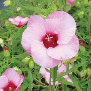 Hibiscus Lady Baltimore Live Starter Plants - 3 Pack, 4-6 Inches Tall, Pink Blooms - Image 2