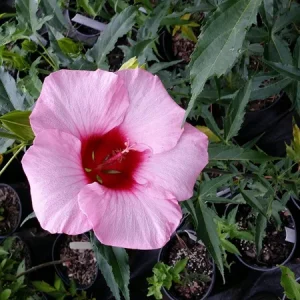 Hibiscus Lady Baltimore Live Starter Plants - 3 Pack, 4-6 Inches Tall, Pink Blooms - Image 3