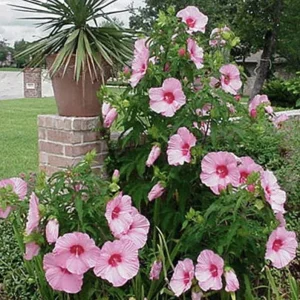 Hibiscus Lady Baltimore Live Starter Plants - 3 Pack, 4-6 Inches Tall, Pink Blooms - Image 4