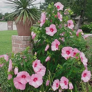 Hibiscus Lady Baltimore Live Starter Plants - 3 Pack, 4-6 Inches Tall, Pink Blooms - Image 5