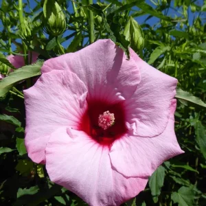 Hibiscus Lady Baltimore Live Starter Plants - 3 Pack, 4-6 Inches Tall, Pink Blooms - Image 6