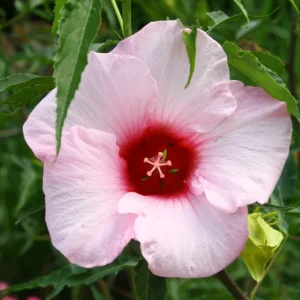Hibiscus Lady Baltimore Live Starter Plants - 3 Pack, 4-6 Inches Tall, Pink Blooms - Image 7