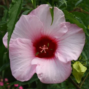 Hibiscus Lady Baltimore Live Starter Plants - 3 Pack, 4-6 Inches Tall, Pink Blooms - Image 9
