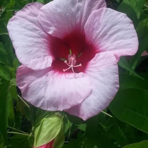 Hibiscus Lady Baltimore Live Starter Plants - 3 Pack, 4-6 Inches Tall, Pink Blooms - Image 1