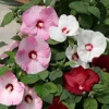 Hibiscus Luna Mix Live Plant - 2-5 inches Tall - Hardy Giant Flower for Garden & Patio - Image 1