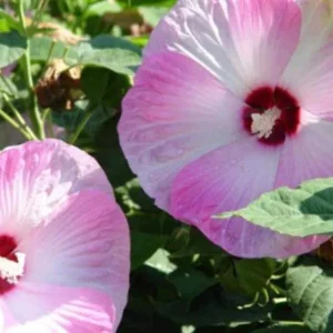 Hibiscus Moscheutos Starter Plant - Perennial, Large White Pink Red Flowers, 2.5x3.5 inch Pot - Image 2