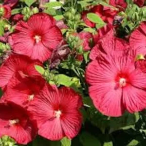 Hibiscus Moscheutos Starter Plant - Perennial, Large White Pink Red Flowers, 2.5x3.5 inch Pot - Image 1