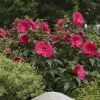 Hibiscus 'Summer in Paradise' Live Plant - Hot Cerise Red Flowers, 2.5x3.5 inch Pot - Image 1