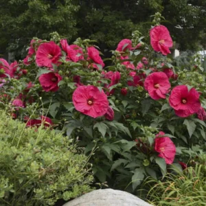 Hibiscus 'Summer in Paradise' Live Plant - Hot Cerise Red Flowers, 2.5x3.5 inch Pot - Image 1