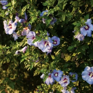 Hibiscus Syriacus Azurri Blue Satin Live Plant – 5-7 Inch Starter Plant – Blue Flowers – Outdoor Shrub - Image 1
