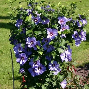 Hibiscus Syriacus 'Bluebird' Live Plant – 6-10 Inch Starter Shrub – Outdoor - Image 1