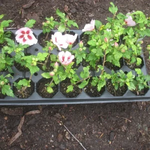 Hibiscus Syriacus 'Hamabo' Live Plant - 5-7 Inch Starter - White & Pink Flowers - Image 2