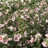 Hibiscus Syriacus 'Hamabo' Live Plant - 5-7 Inch Starter - White & Pink Flowers - Image 1